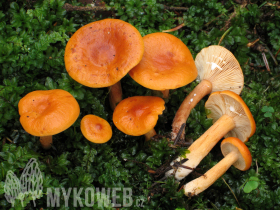 Lactarius aurantiacus