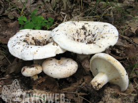 Lactarius vellereus