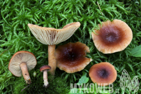 Lactarius sphagneti