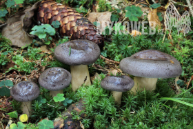 Lactarius trivialis