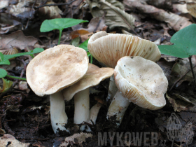 Lactarius azonites