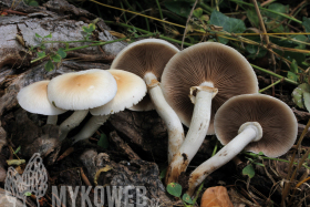 Agrocybe cylindracea