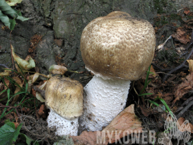 Agaricus augustus