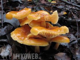 Flammulina velutipes