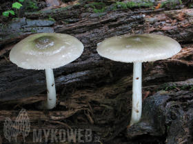 Pluteus salicinus