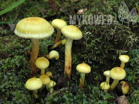 Pholiota alnicola