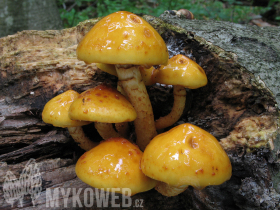 Pholiota adiposa