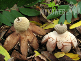 Geastrum berkeleyi