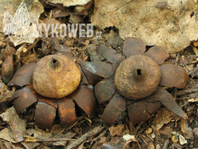 Geastrum corollinum