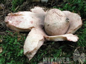 Geastrum rufescens