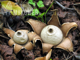 Geastrum lageniforme