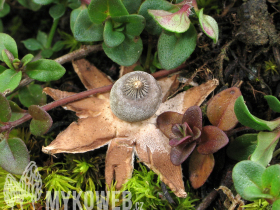 Geastrum pouzarii