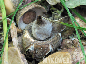 Geastrum elegans