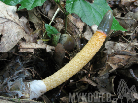 Mutinus caninus