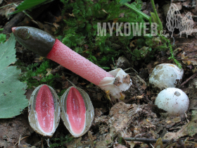 Mutinus ravenelii