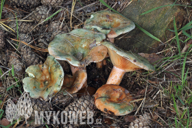 Lactarius semisanguifluus