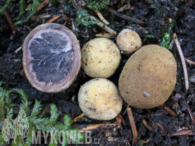 Elaphomyces asperulus