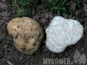 Tuber nitidum