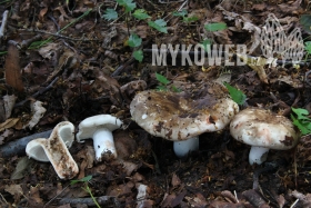 Russula densifolia