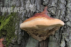 Ganoderma resinaceum