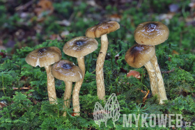 Hygrophorus olivaceoalbus