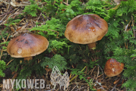 Tricholoma pseudonictitans