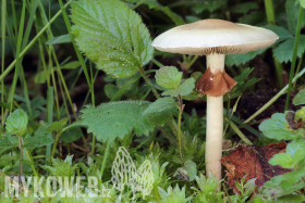 Agrocybe praecox