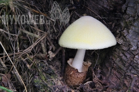 Volvariella bombycina