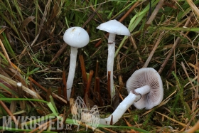 Stropharia albonitens