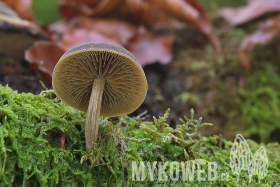 Simocybe sumptuosa