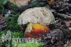 Boletus calopus