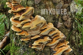 Xanthoporia radiata
