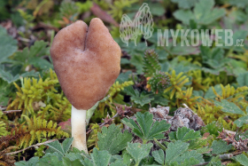 Helvella latispora