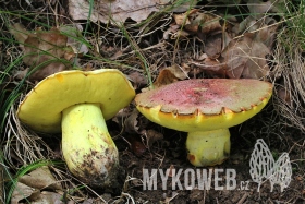 Boletus regius