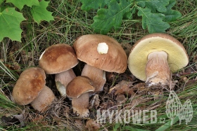 Boletus reticulatus