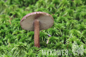 Inocybe stellatospora