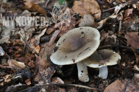 Russula sororia