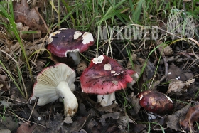 Russula atropurpurea