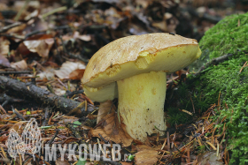 Boletus subappendiculatus