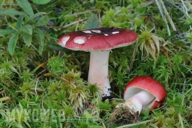 Russula subrubens