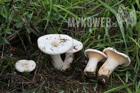 Leucopaxillus giganteus