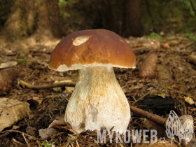 Boletus edulis