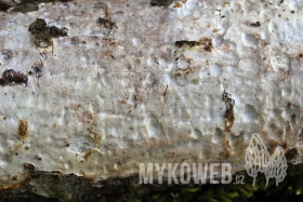 Vuilleminia comedens