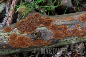 Phellinus viticola