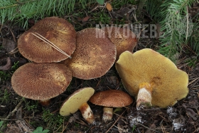 Suillus lakei