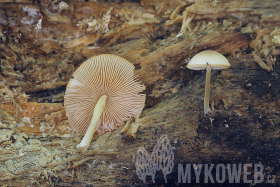 Pluteus semibulbosus