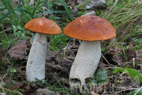 Leccinum albostipitatum