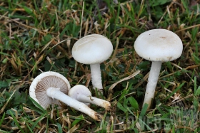 Agrocybe dura