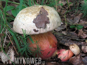 Boletus satanas