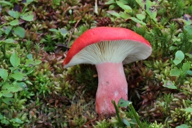 Russula helodes